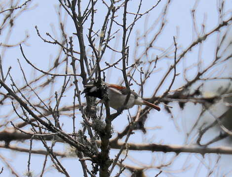 Image of Red-tailed Vangas