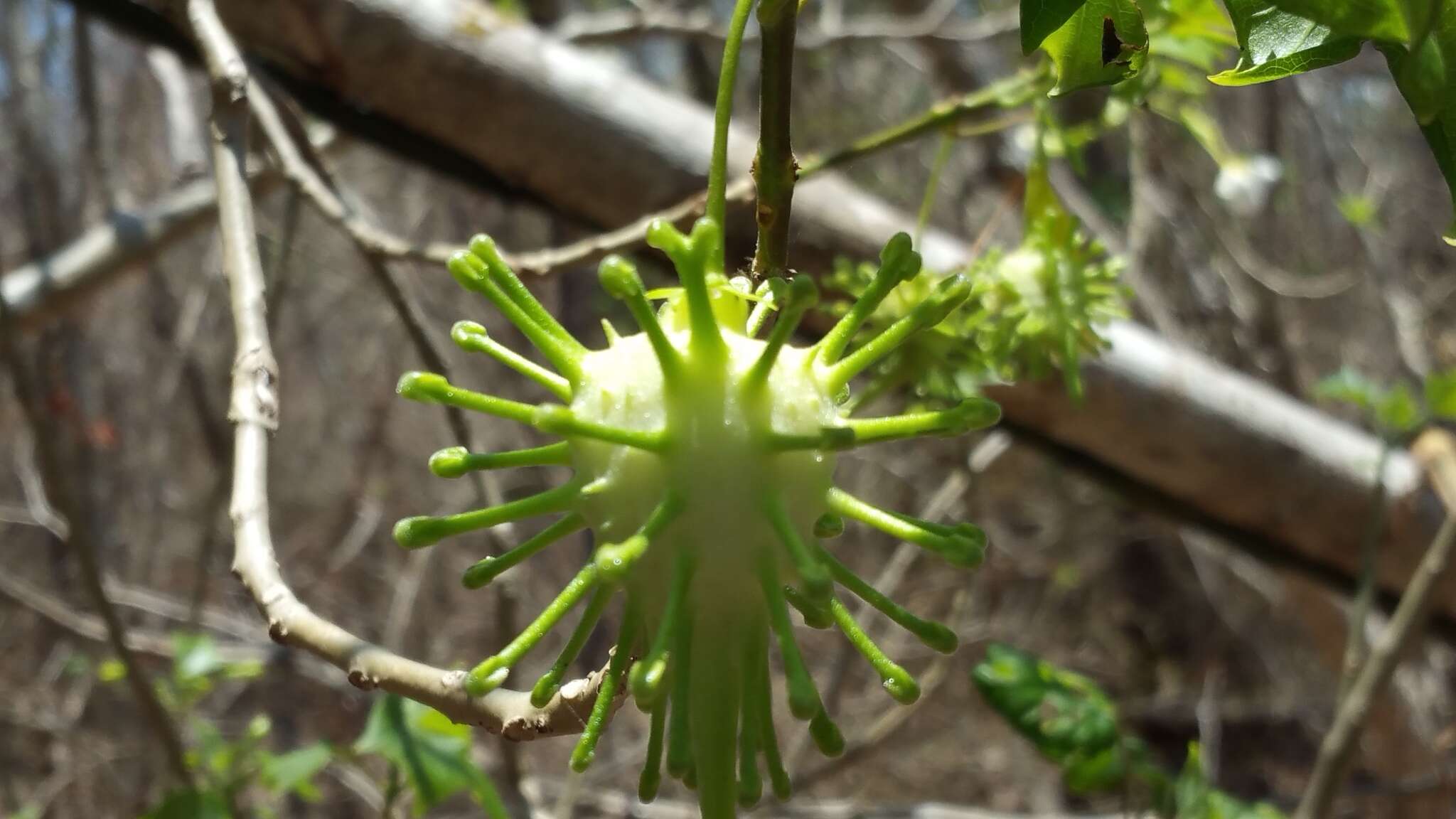 Plancia ëd Uncarina leptocarpa (Decne.) Kuntze