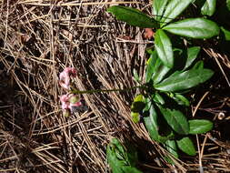 Image of pipsissewa