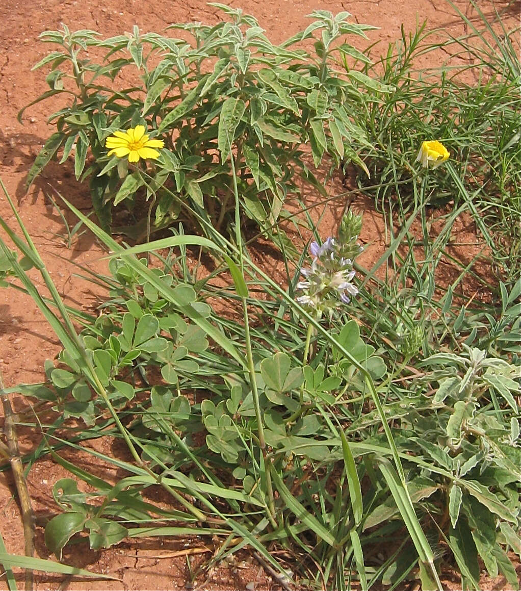 Image of largebract Indian breadroot