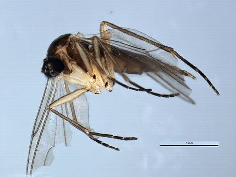 Image of <i>Ctenosciara hyalipennis</i> (Meigen 1804)