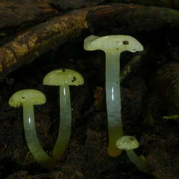 Hygrocybe chromolimonea (G. Stev.) T. W. May & A. E. Wood 1995的圖片