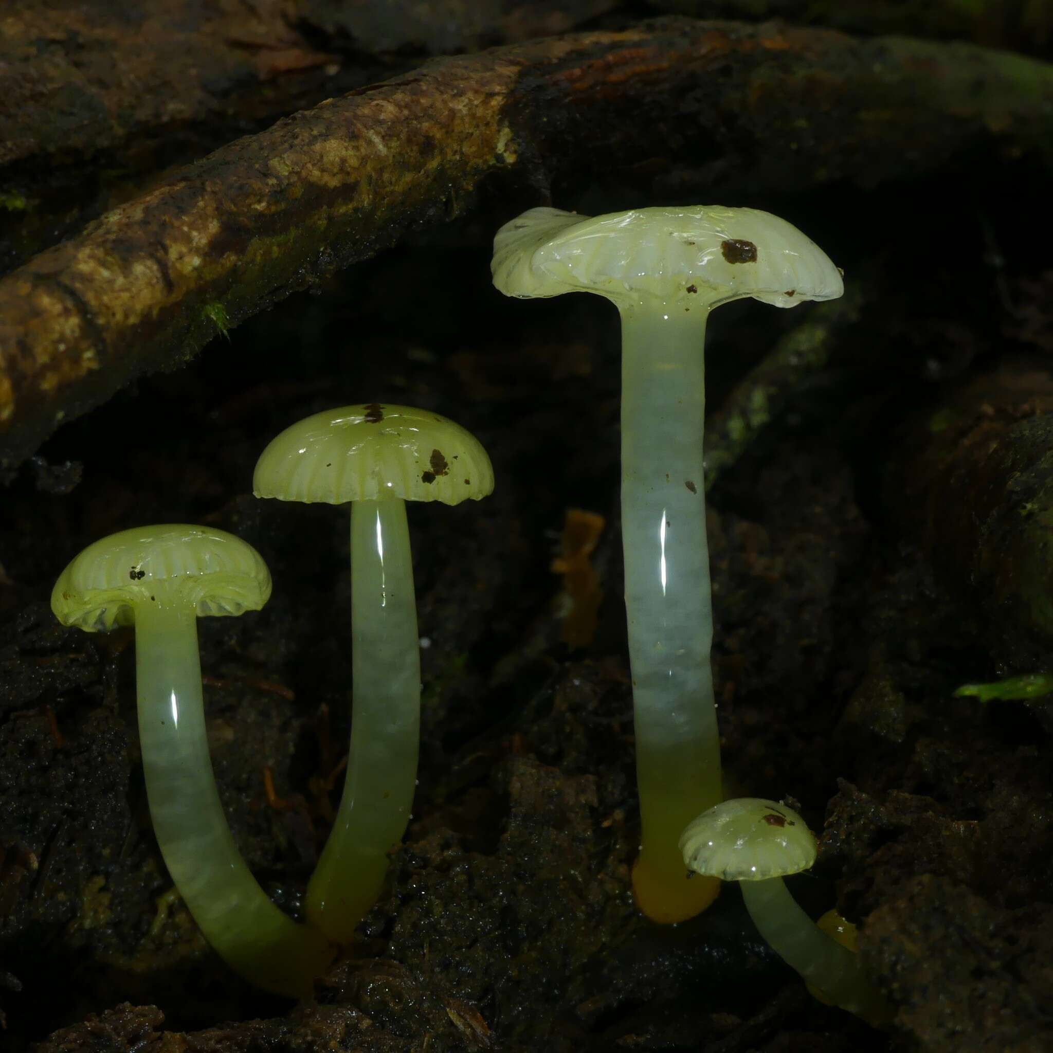 Imagem de Hygrocybe chromolimonea (G. Stev.) T. W. May & A. E. Wood 1995