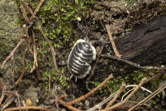 Image of Porcellio flavomarginatus Lucas 1853