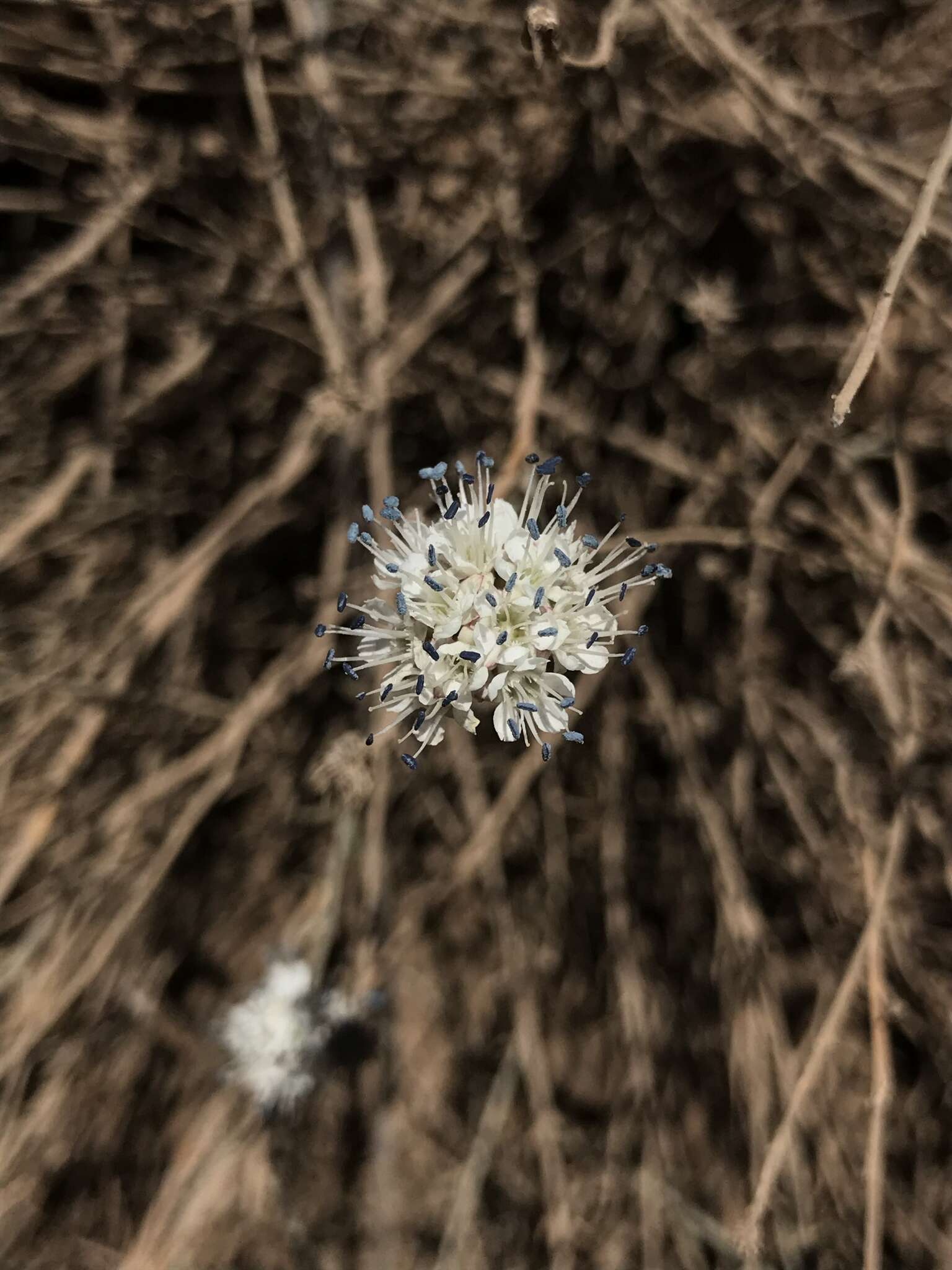 Sivun Malesherbia fasciculata D. Don kuva