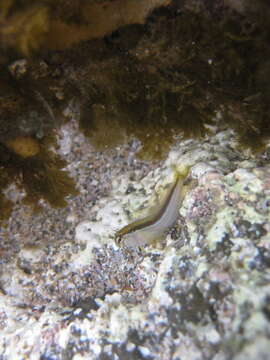 Image of Crested Blenny