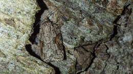 Image of Acleris ptychogrammos Zeller 1875