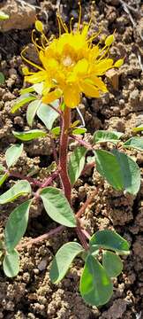 Image of golden spiderflower