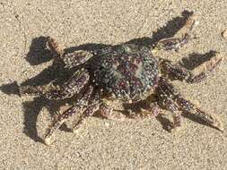 Image of scaly rock crab