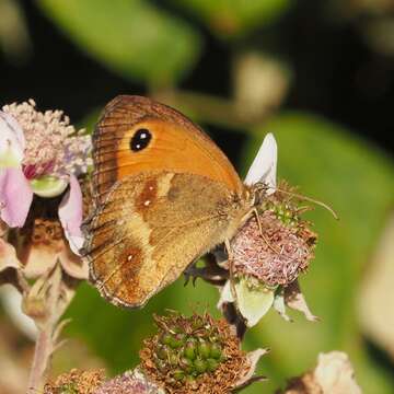 Image of hedge brown