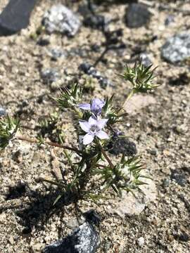 Image of desert woollystar