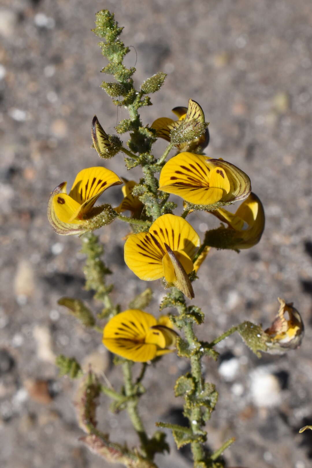 Image of Adesmia atacamensis Phil.