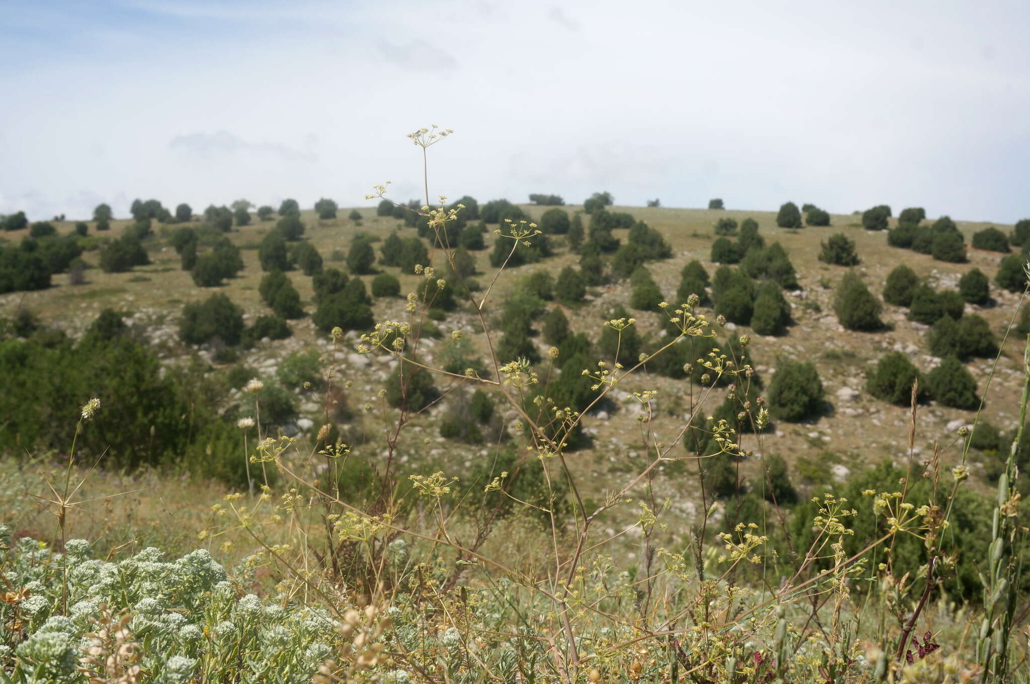 Image de Rumia crithmifolia (Willd.) Koso-Pol.