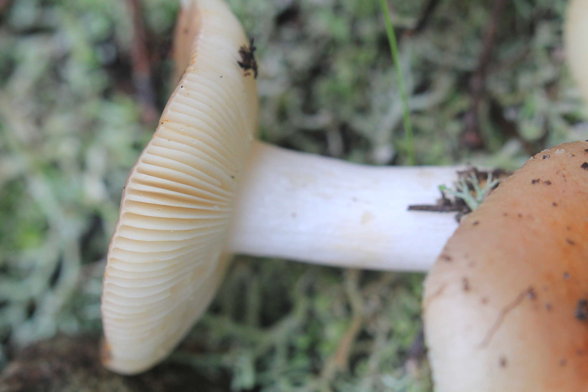 Image of Russula cistoadelpha M. M. Moser & Trimbach 1981