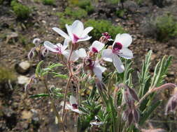 Image of Pelargonium tricolor (Jacq.) Curt.