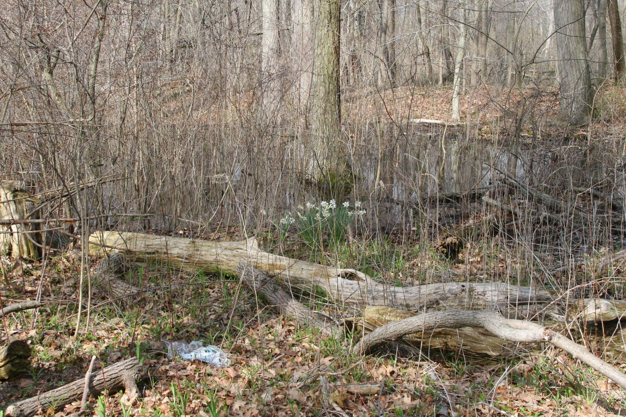 Image of Pheasant's-eye narcissus