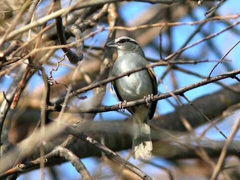 Image of Tocuyo Sparrow