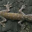 Image of Laos-Gecko