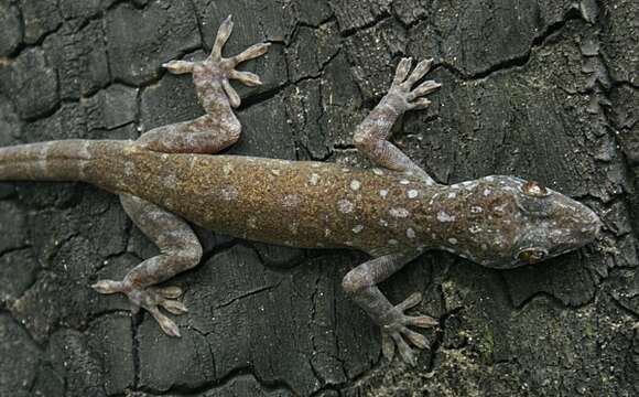 صورة Gekko petricolus Taylor 1962