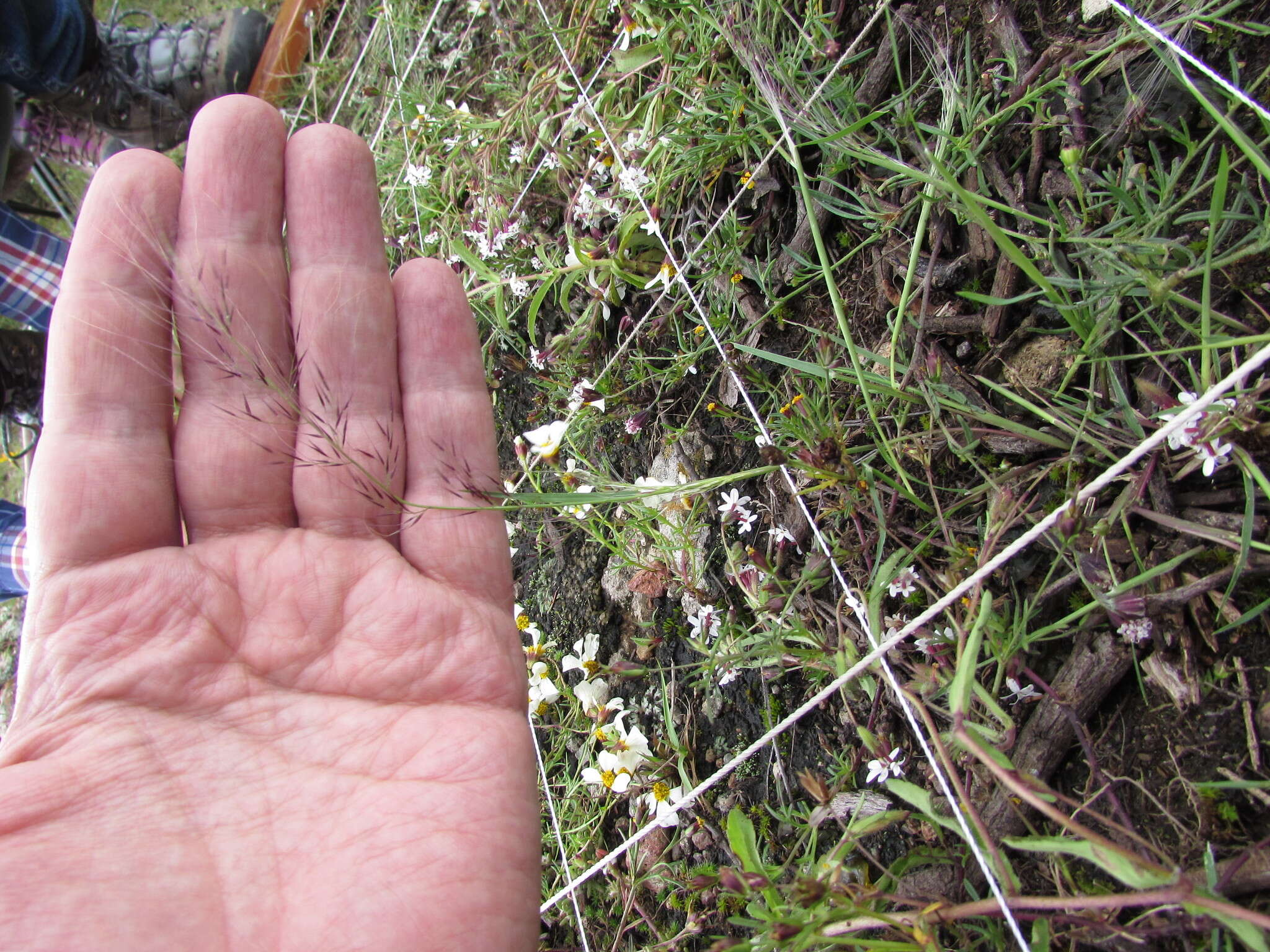 Image of Muhlenbergia implicata (Kunth) Trin.