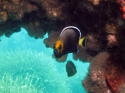 Image of Angelfish