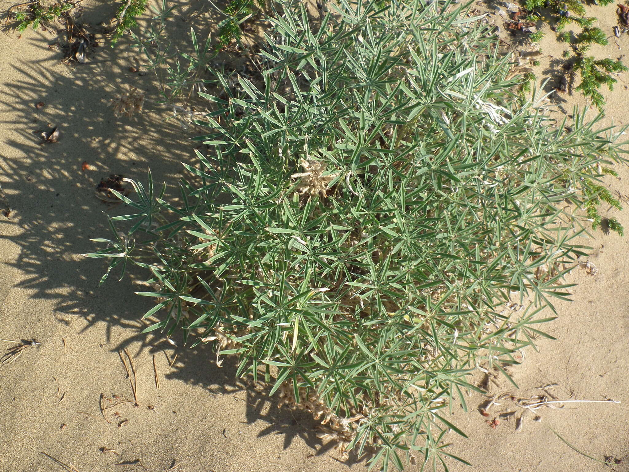 Image of Yukon lupine