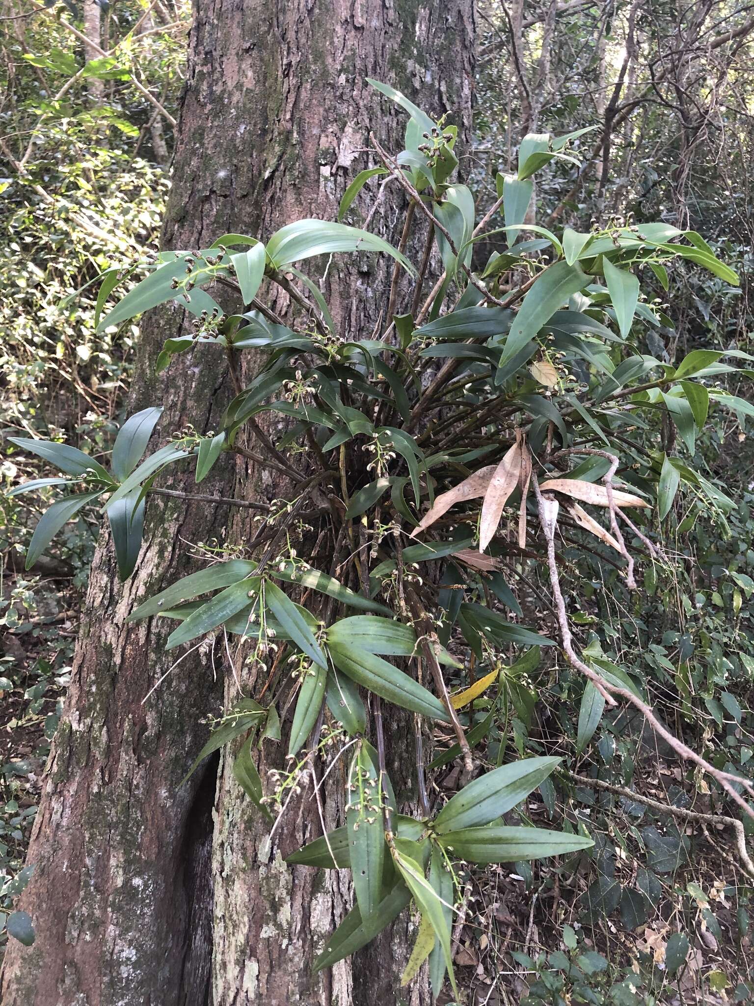 Слика од Dendrobium gracilicaule F. Muell.