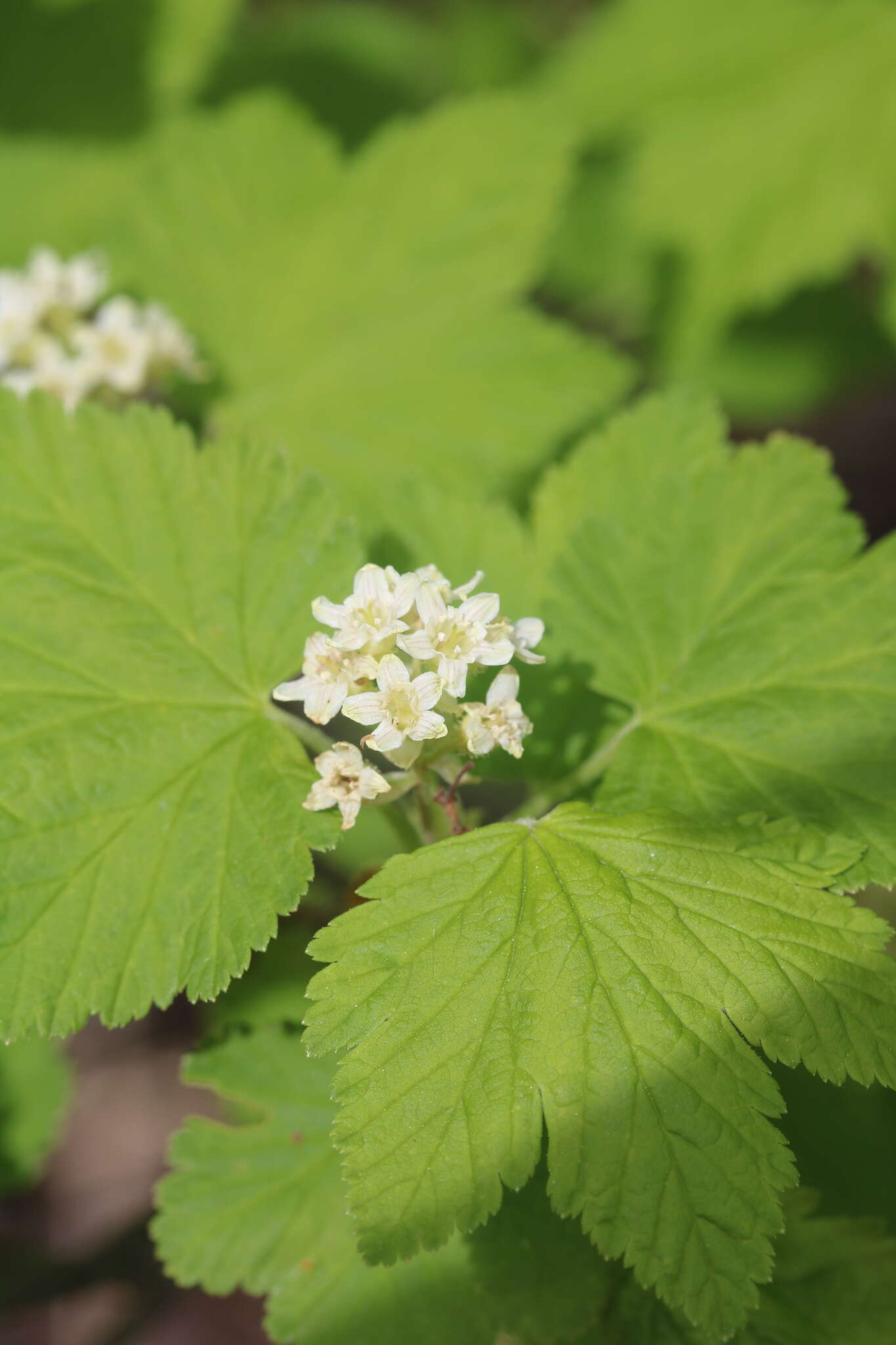 Plancia ëd Ribes wolfii Rothrock