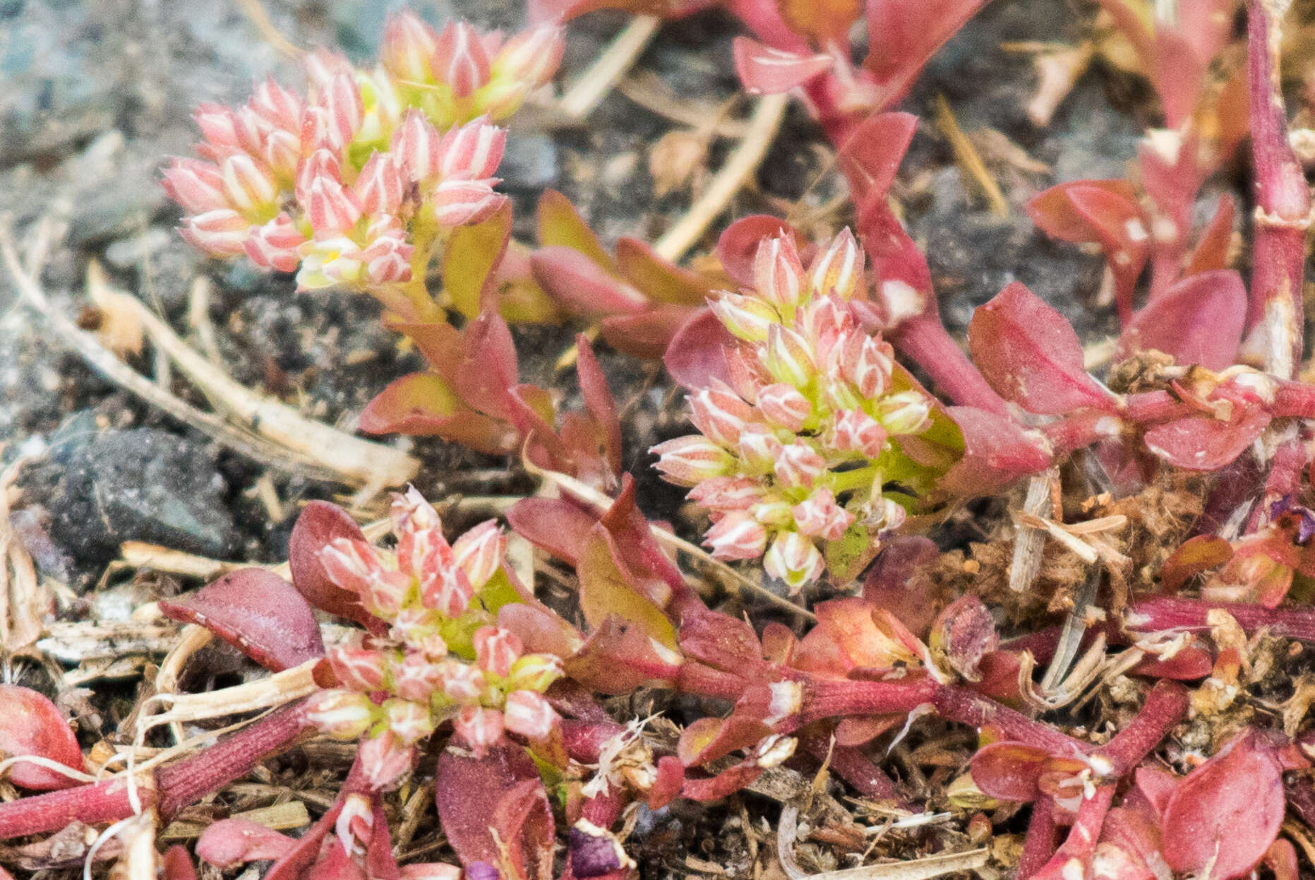 Imagem de Polycarpon tetraphyllum subsp. tetraphyllum