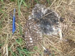 Image of Little Owl