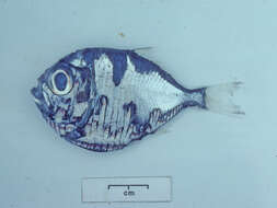 Image of Kiwi hatchetfish