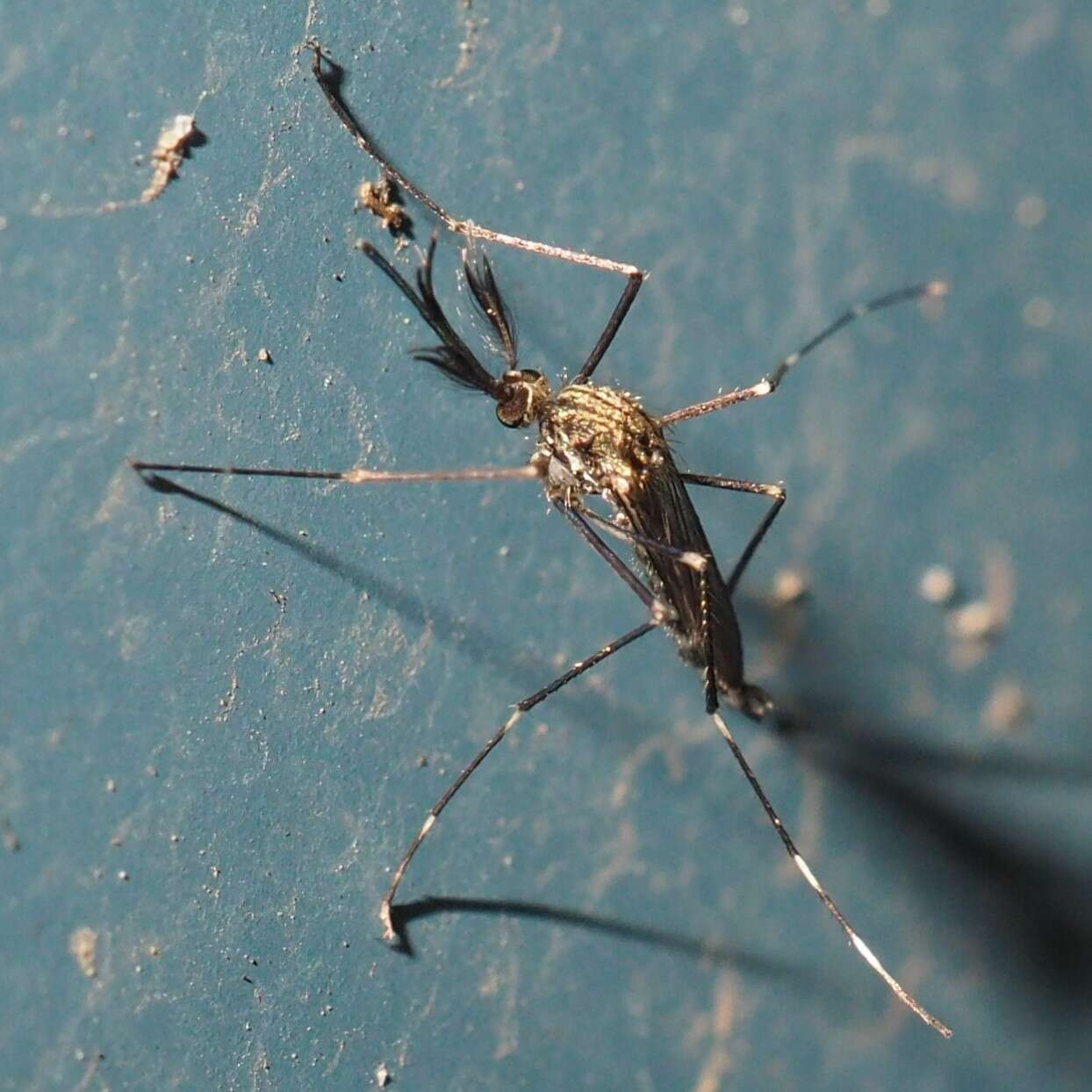 Image of Aedes japonicus (Theobald 1901)