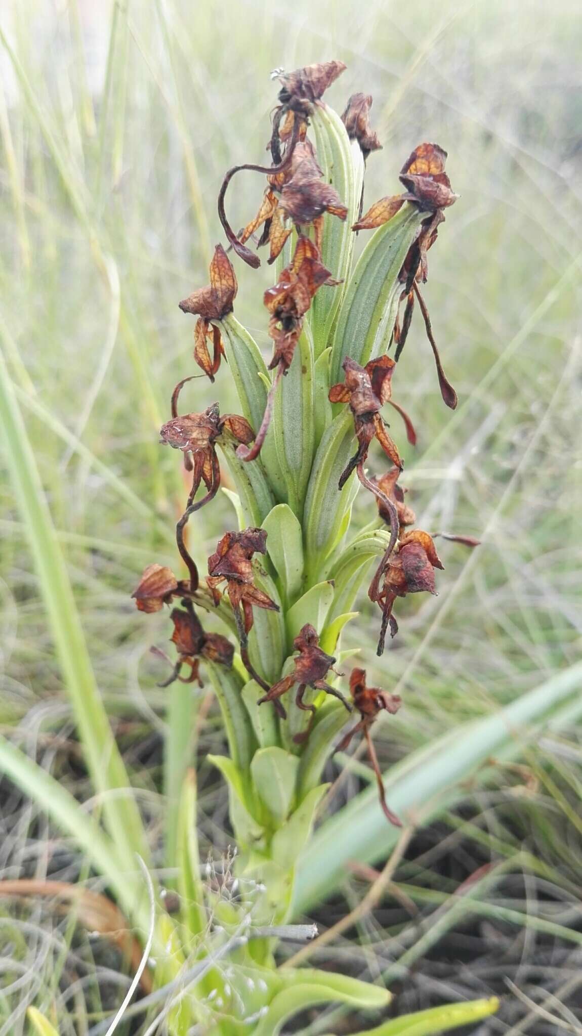 Image of Habenaria epipactidea Rchb. fil.