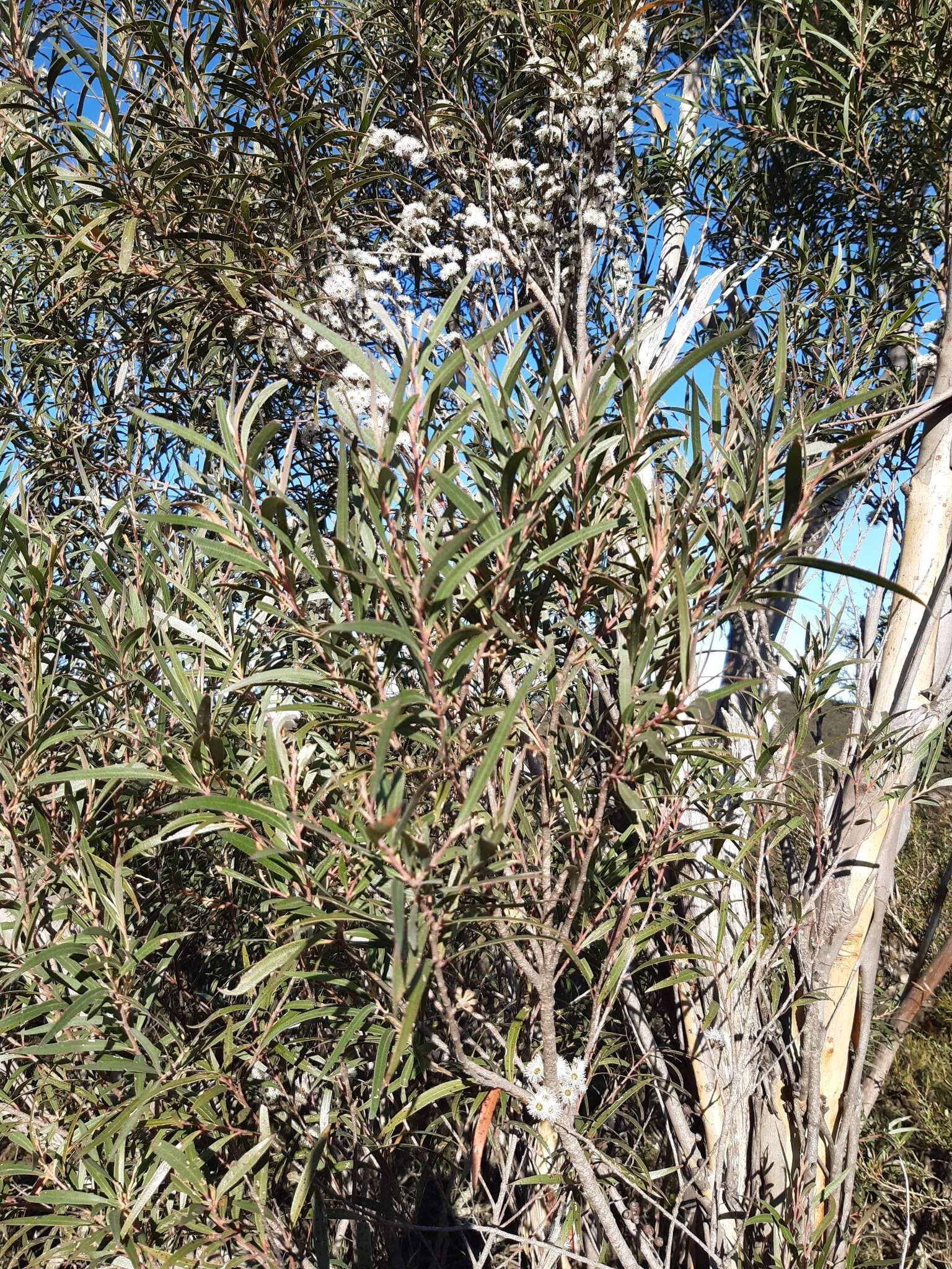 Image of Eucalyptus cunninghamii Sweet