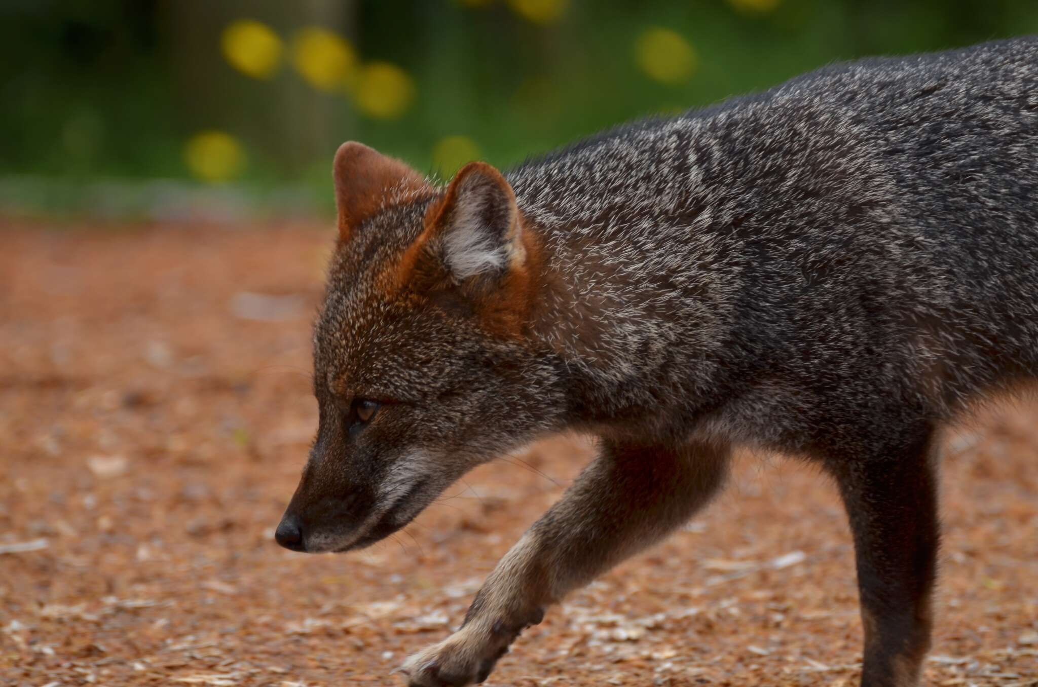 Image of Darwin's Fox