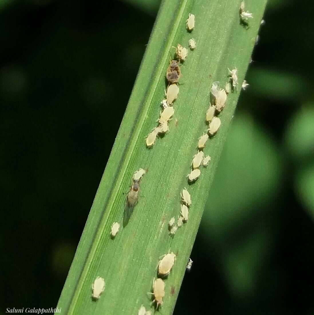 Image of Aphid