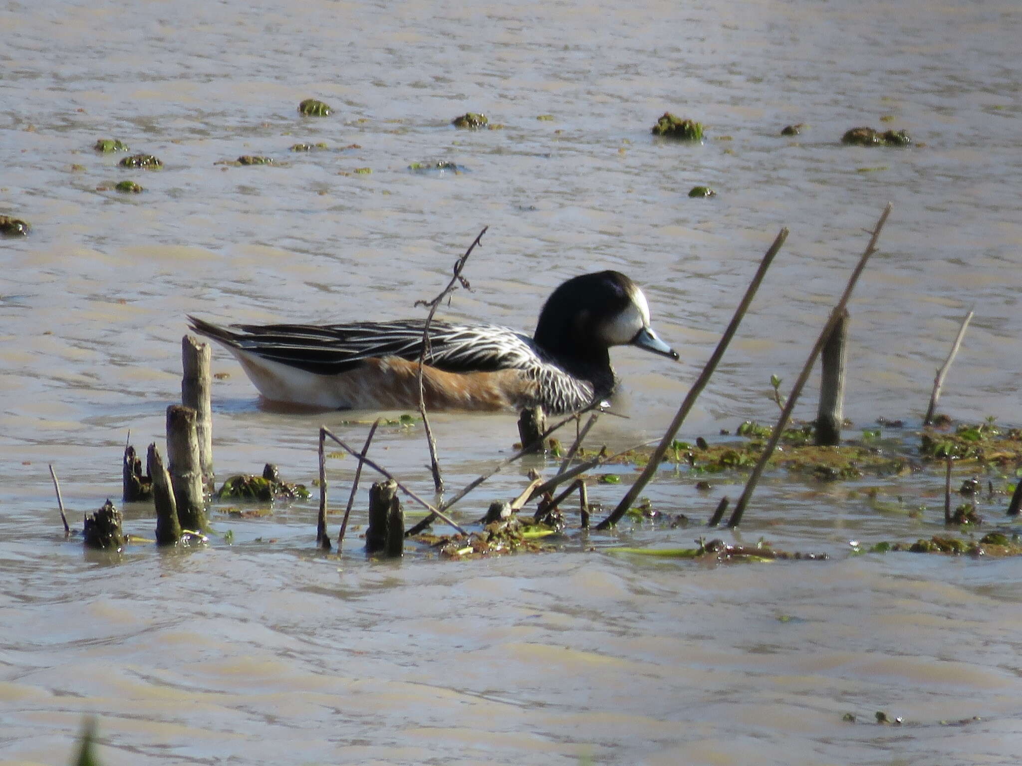 Image of Chiloe Wigeon