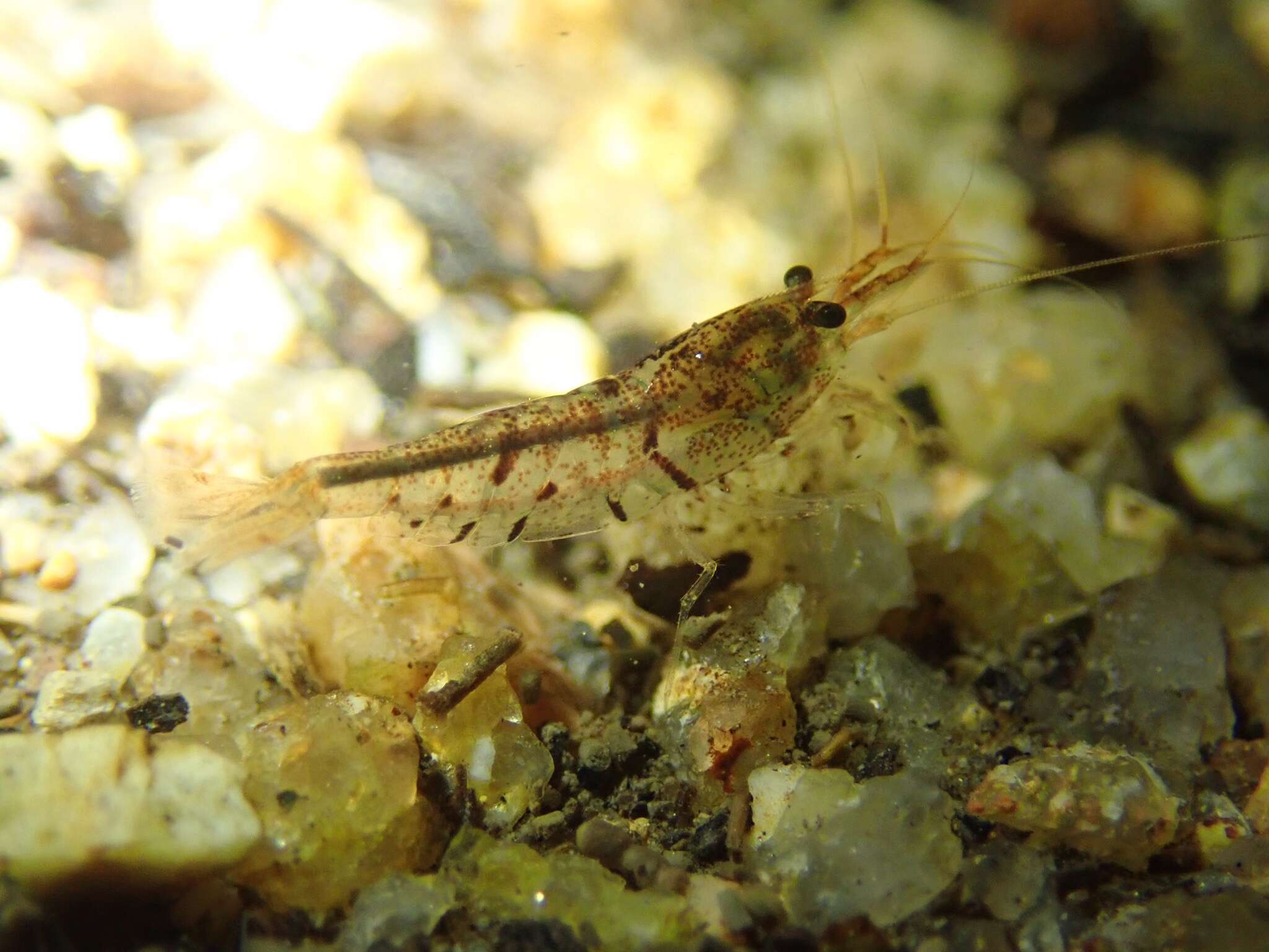 Image of <i>Caridina serrata</i>