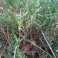 Image of Dotted Smartweed