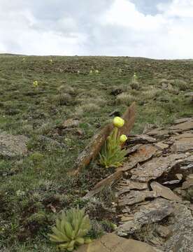 Image of Meconopsis integrifolia (Maxim.) Franch.