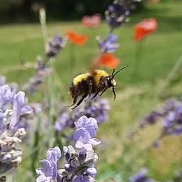 صورة Bombus haematurus Kriechbaumer 1870