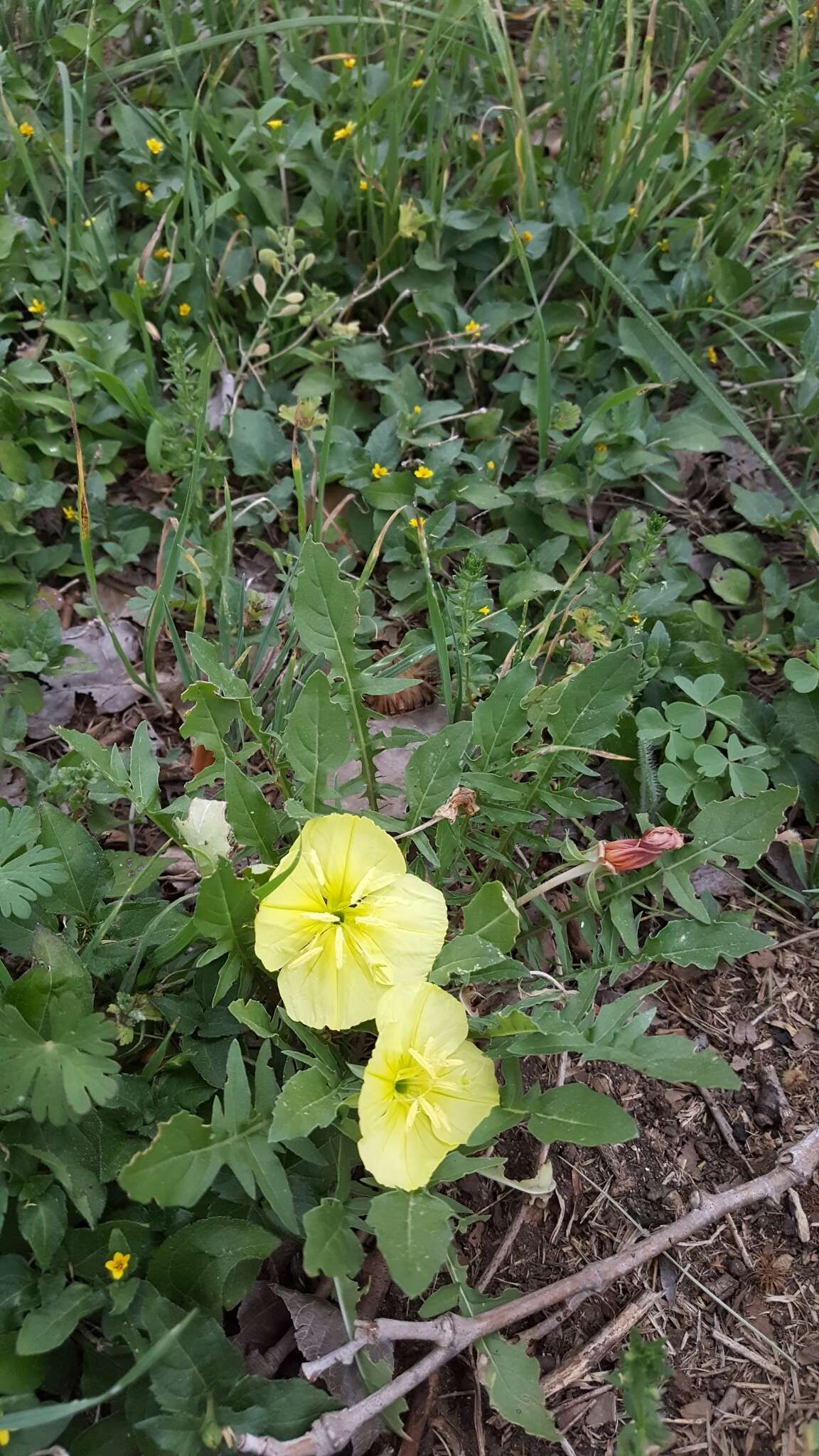 Image of Evening primrose