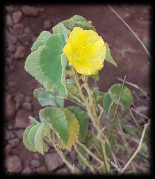 Image of Abutilon otocarpum F. Müll.