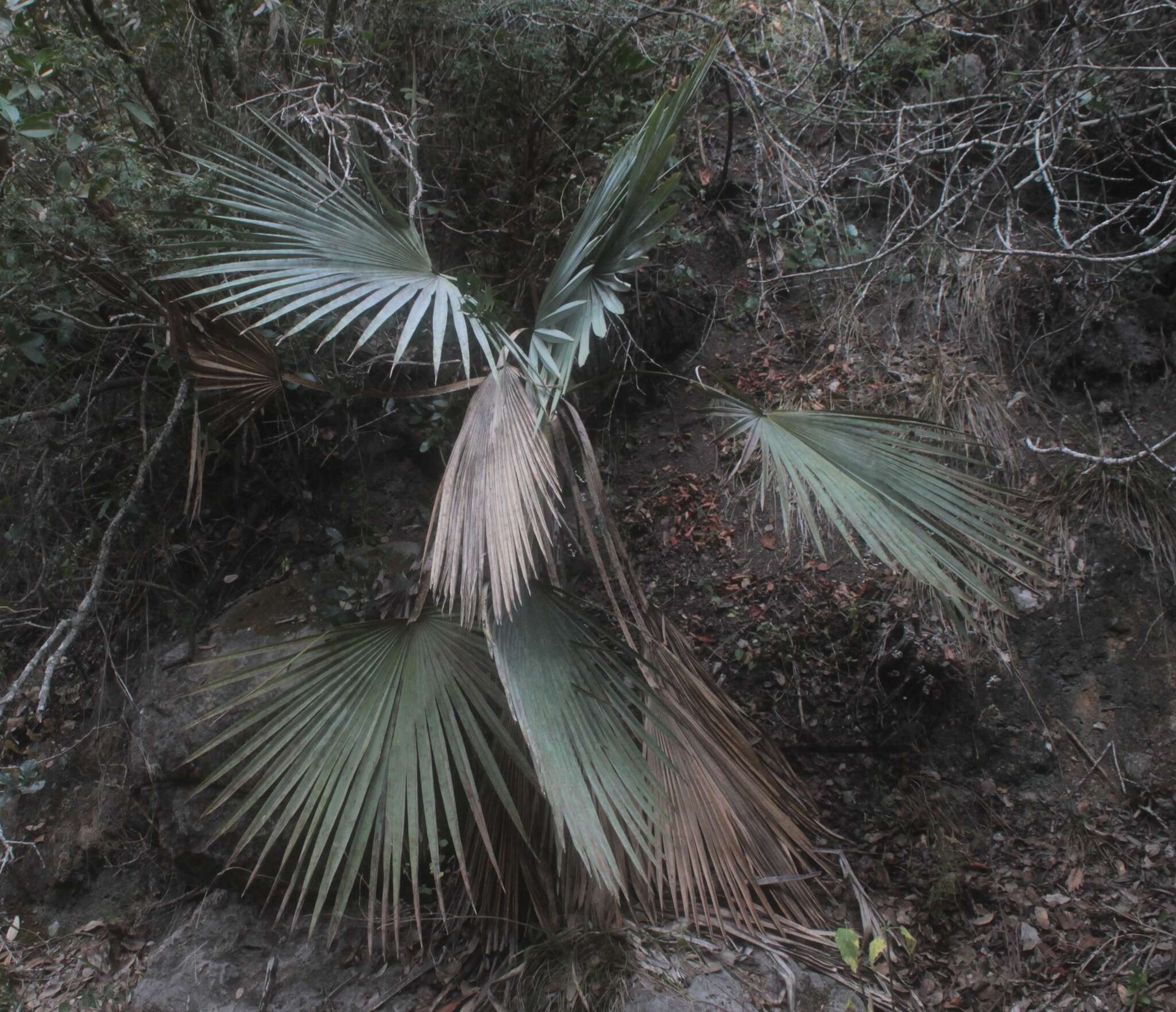 Image of Brahea decumbens Rzed.