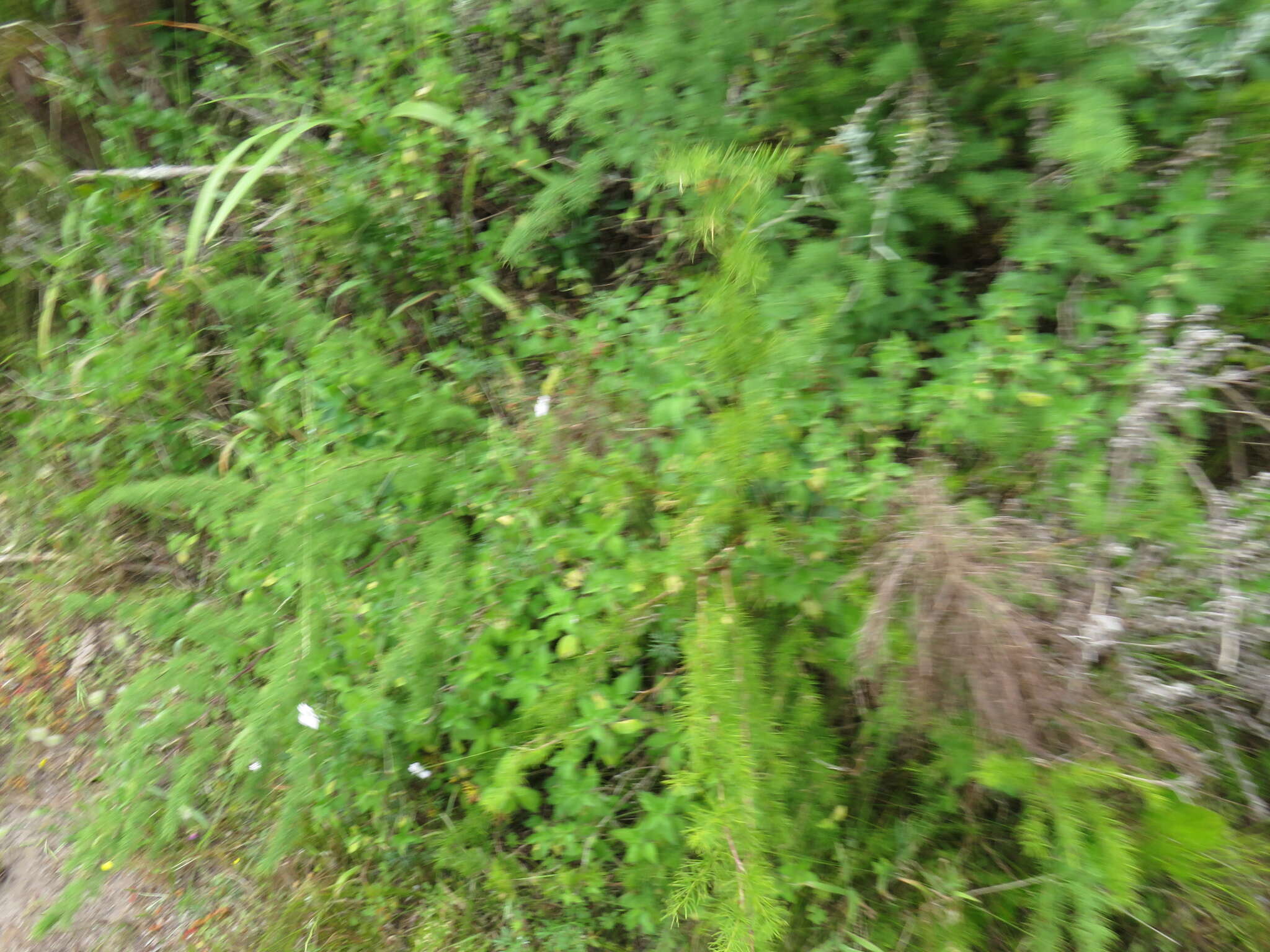 Image of Droguetia iners subsp. iners