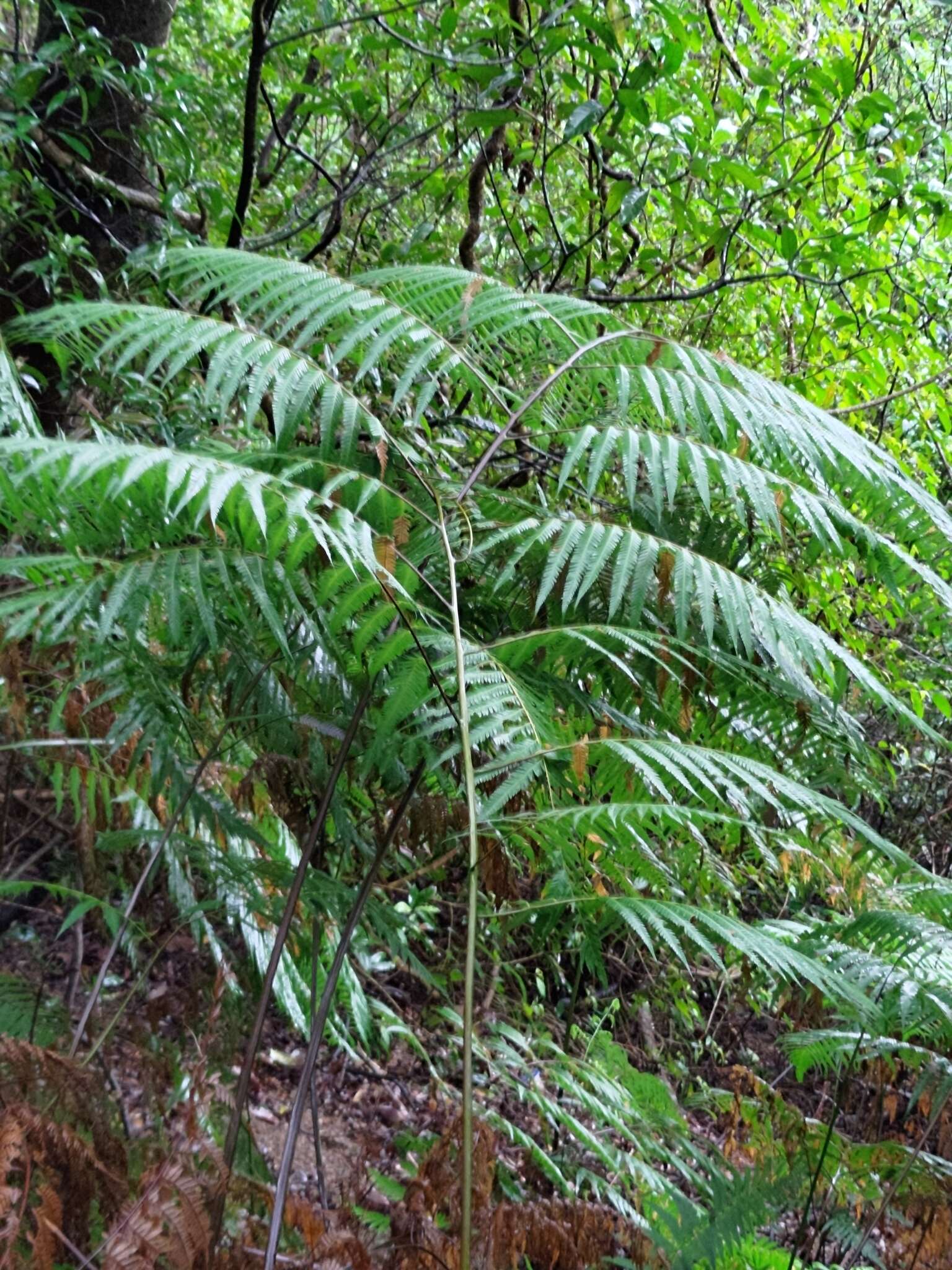 Image of Cibotium taiwanense C. M. Kuo