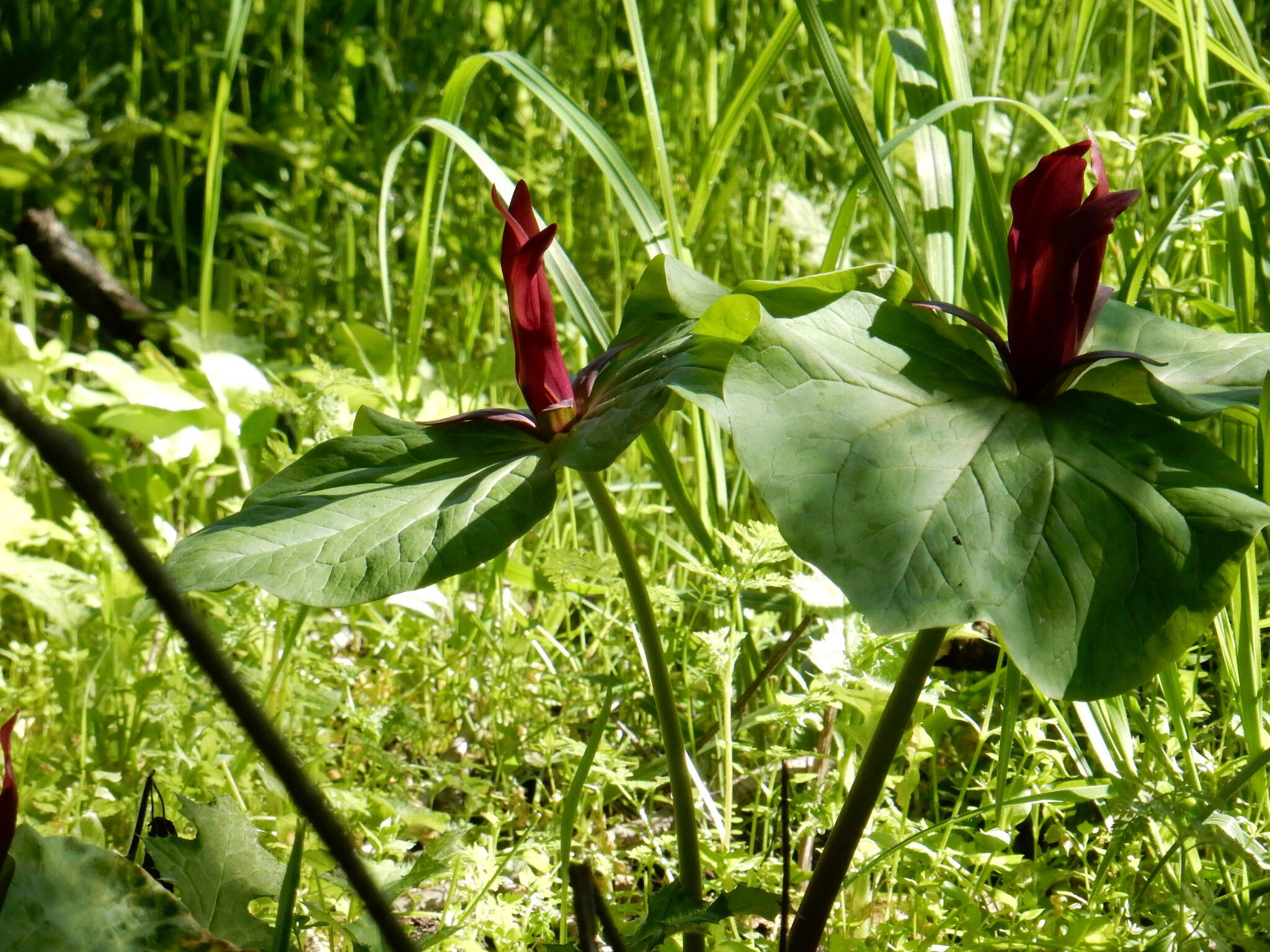 Imagem de Trillium chloropetalum (Torr.) Howell