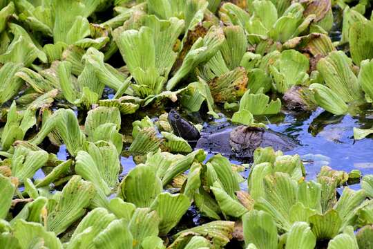 Image of Hispaniolan Slider Turtle