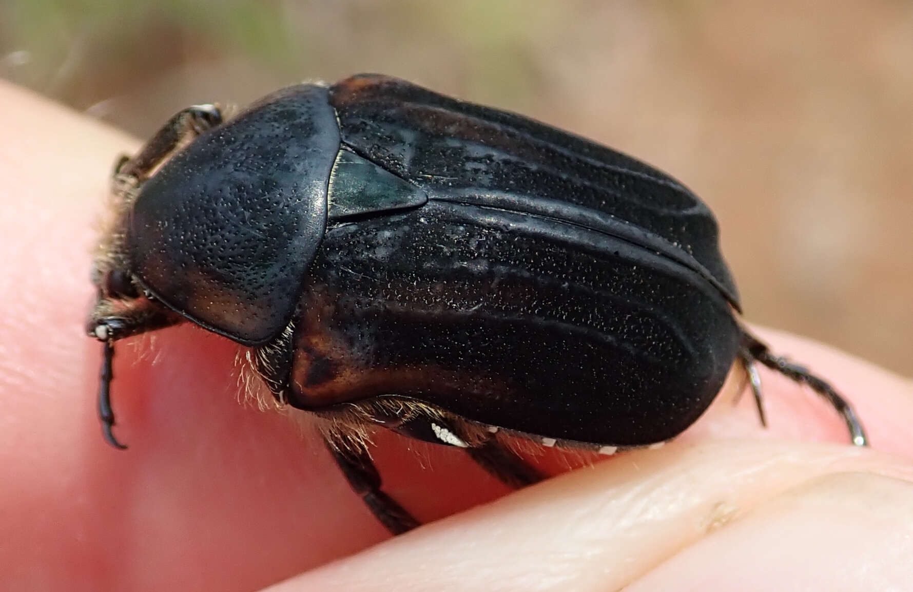 Imagem de Atrichiana placida (Boheman 1857)