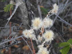 Image of Nelsia quadrangula (Engl.) Schinz